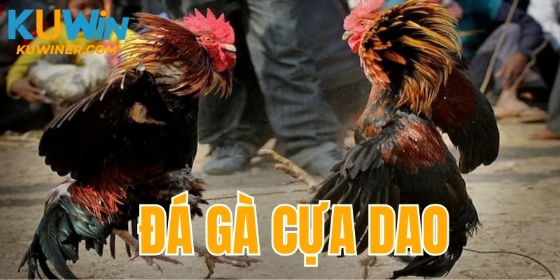 Đá gà cựa dao